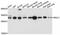 Ras Suppressor Protein 1 antibody, LS-C747016, Lifespan Biosciences, Western Blot image 