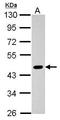 Pygopus Family PHD Finger 2 antibody, GTX116847, GeneTex, Western Blot image 