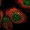 Islet Cell Autoantigen 1 antibody, NBP1-83124, Novus Biologicals, Immunofluorescence image 