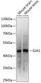 Gap Junction Protein Alpha 1 antibody, 13-024, ProSci, Western Blot image 