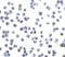 G Protein-Coupled Receptor 15 antibody, 2101, QED Bioscience, Immunocytochemistry image 