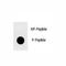 Yorkie homolog antibody, F48658-0.4ML, NSJ Bioreagents, Dot Blot image 