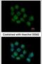 DEAD-Box Helicase 5 antibody, PA5-27131, Invitrogen Antibodies, Immunofluorescence image 