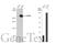 Ubiquitin Specific Peptidase 9 X-Linked antibody, GTX135634, GeneTex, Western Blot image 