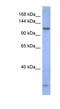 Piwi Like RNA-Mediated Gene Silencing 1 antibody, NBP1-55299, Novus Biologicals, Western Blot image 