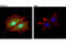 Galectin 3 antibody, 87985S, Cell Signaling Technology, Immunocytochemistry image 