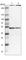 COP9 Signalosome Subunit 2 antibody, HPA018271, Atlas Antibodies, Western Blot image 