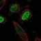 One Cut Homeobox 3 antibody, NBP2-56269, Novus Biologicals, Immunofluorescence image 