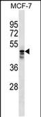 MUDENG antibody, PA5-48964, Invitrogen Antibodies, Western Blot image 