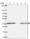 Calcium Modulating Ligand antibody, PA5-63309, Invitrogen Antibodies, Western Blot image 