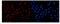 DEAH-Box Helicase 15 antibody, A08140-1, Boster Biological Technology, Immunofluorescence image 