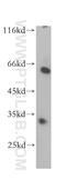 Threonine Synthase Like 2 antibody, 17573-1-AP, Proteintech Group, Western Blot image 