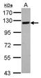 SRSF Protein Kinase 2 antibody, NBP2-20484, Novus Biologicals, Western Blot image 