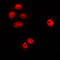 Rac GTPase Activating Protein 1 antibody, LS-C353415, Lifespan Biosciences, Immunofluorescence image 