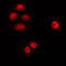 Rac GTPase-activating protein 1 antibody, LS-C353415, Lifespan Biosciences, Immunofluorescence image 