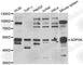 ADP Dependent Glucokinase antibody, A7172, ABclonal Technology, Western Blot image 