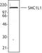 Structural Maintenance Of Chromosomes 1A antibody, LS-C41246, Lifespan Biosciences, Western Blot image 