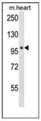 DNA Polymerase Nu antibody, AP53381PU-N, Origene, Western Blot image 