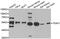 TEA Domain Transcription Factor 1 antibody, abx005191, Abbexa, Western Blot image 