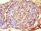 Actin Gamma 1 antibody, CSB-PA02619A0Rb, Cusabio, Immunohistochemistry frozen image 