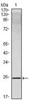 Interleukin 10 antibody, AM06081PU-N, Origene, Western Blot image 