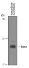 Von Willebrand Factor C Domain Containing 2 antibody, AF6147, R&D Systems, Western Blot image 