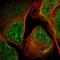 Retrotransposon Gag Like 6 antibody, NBP1-85207, Novus Biologicals, Immunofluorescence image 