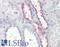 Potassium Voltage-Gated Channel Subfamily E Regulatory Subunit 3 antibody, LS-B7398, Lifespan Biosciences, Immunohistochemistry frozen image 
