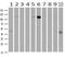 Phosphodiesterase 2A antibody, MA5-25395, Invitrogen Antibodies, Western Blot image 