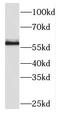 Pyruvate Kinase M1/2 antibody, FNab06492, FineTest, Western Blot image 