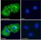 Solute Carrier Family 7 Member 11 antibody, NB100-59735, Novus Biologicals, Immunocytochemistry image 