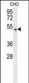 RCC1 Like antibody, PA5-48652, Invitrogen Antibodies, Western Blot image 