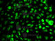 Isocitrate Dehydrogenase (NADP(+)) 1, Cytosolic antibody, A2169, ABclonal Technology, Immunofluorescence image 