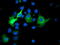 Spermine Synthase antibody, LS-C173064, Lifespan Biosciences, Immunofluorescence image 