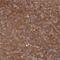 Pleckstrin 2 antibody, NBP1-86180, Novus Biologicals, Immunohistochemistry frozen image 