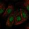 Zinc Finger Protein 319 antibody, PA5-62642, Invitrogen Antibodies, Immunofluorescence image 