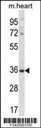 Distal-Less Homeobox 5 antibody, 57-678, ProSci, Western Blot image 