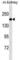 Angiotensin I Converting Enzyme antibody, abx025482, Abbexa, Western Blot image 