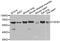 Transforming Growth Factor Beta 3 antibody, A01264-1, Boster Biological Technology, Western Blot image 
