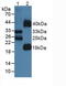 Fms Related Tyrosine Kinase 3 Ligand antibody, LS-C372405, Lifespan Biosciences, Western Blot image 