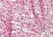 25 kDa brain-specific protein antibody, orb20600, Biorbyt, Immunohistochemistry paraffin image 