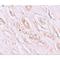 Transmembrane Protein 59 antibody, LS-C115931, Lifespan Biosciences, Immunohistochemistry paraffin image 