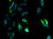 Glutaminyl-Peptide Cyclotransferase Like antibody, A57341-100, Epigentek, Immunofluorescence image 