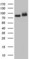 Fas Associated Factor 1 antibody, MA5-26650, Invitrogen Antibodies, Western Blot image 
