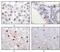 Lysine Acetyltransferase 5 antibody, MA5-15346, Invitrogen Antibodies, Immunohistochemistry frozen image 