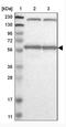 Karyopherin Subunit Alpha 6 antibody, NBP1-83762, Novus Biologicals, Western Blot image 