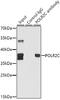 RNA Polymerase II Subunit C antibody, GTX32796, GeneTex, Immunoprecipitation image 