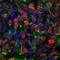 SRY-Box 1 antibody, AF3369, R&D Systems, Immunohistochemistry paraffin image 