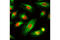 Tubulin Alpha 1b antibody, 5063S, Cell Signaling Technology, Immunocytochemistry image 