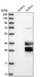 Clarin 3 antibody, NBP1-81119, Novus Biologicals, Western Blot image 